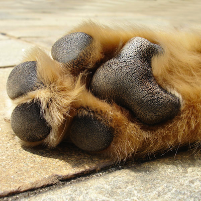 Dog’s Feet